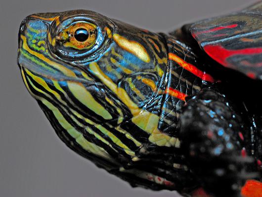 Charakteristika želvy nádherné: vodní živel a dravec